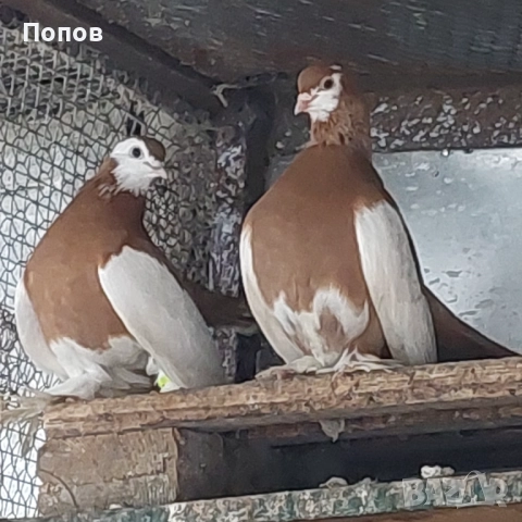 Продавам гълъби, снимка 2 - Гълъби - 52724895