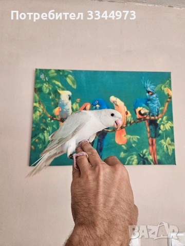 малки александри 