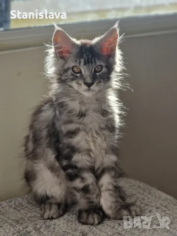 котенца Мейн Куун