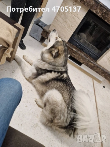 Прекрасен малък Аляски маламут търси своето семейство., снимка 11 - Хъски - 53056210