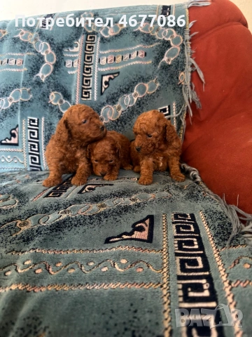 Той пудели ред априкот , снимка 6 - Пудели - 54313703