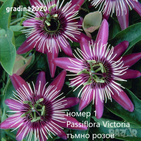 Пасифлора - Passiflora   Налични 4 вида , снимка 1 - Стайни растения - 27899465