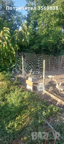 патици и Гъски, снимка 6 - Патици и гъски - 52107775