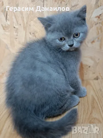 шотландски котенца, снимка 2 - Британска късокосместа - 56424704