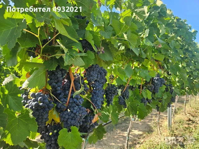 Продавам грозде, снимка 4 - Сортови семена и луковици - 55837485