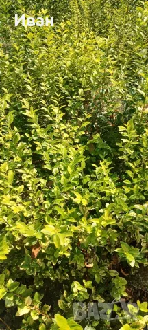 Продавам Лигуструм жълто-зелен (шарен)