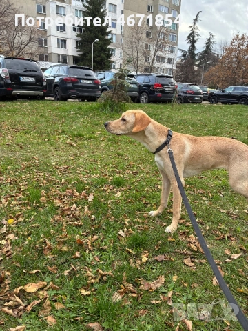 Кари на 8 месеца, снимка 4 - Други - 52690188