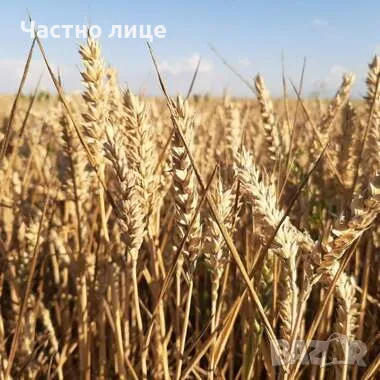 Продавам Нива 45 декара, снимка 6 - Земеделска земя - 49221438