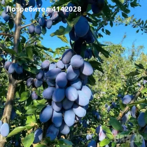 0,35 €/кг. за добре узрели сливи "Стенлей" за ракия от градина в Шумен без посредник, 0888113118, снимка 3 - Други стоки за дома - 55445055