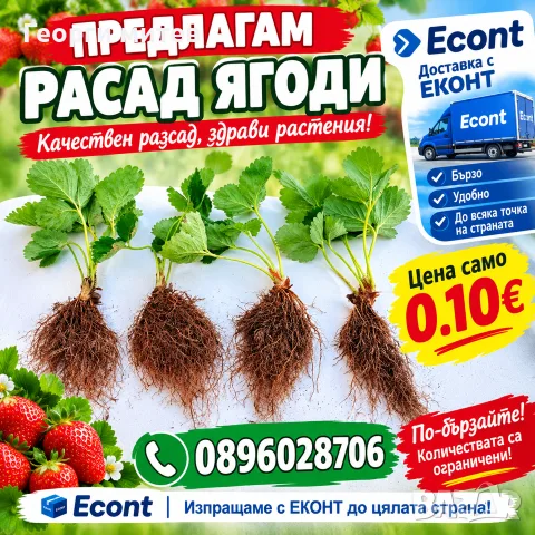 предлагаме целогодишен расад ягоди