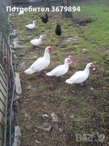 Неми патици, снимка 2 - Патици и гъски - 52730460