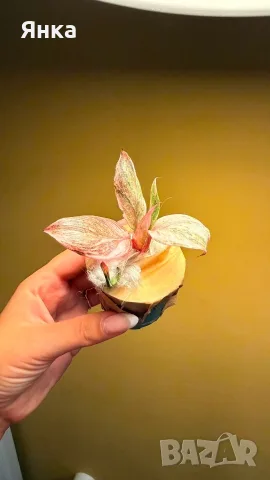 Philodendron Fire Phoenix / Филодендрон Огнен Феникс, снимка 2 - Стайни растения - 55732286