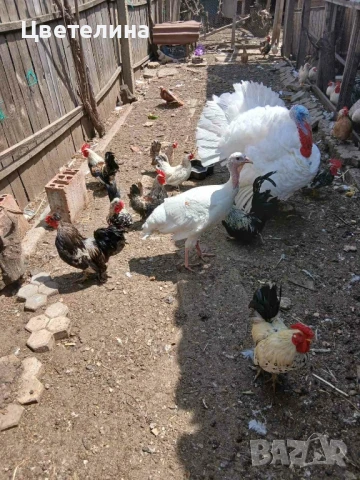 Красиви Шаба и Декорация , снимка 1