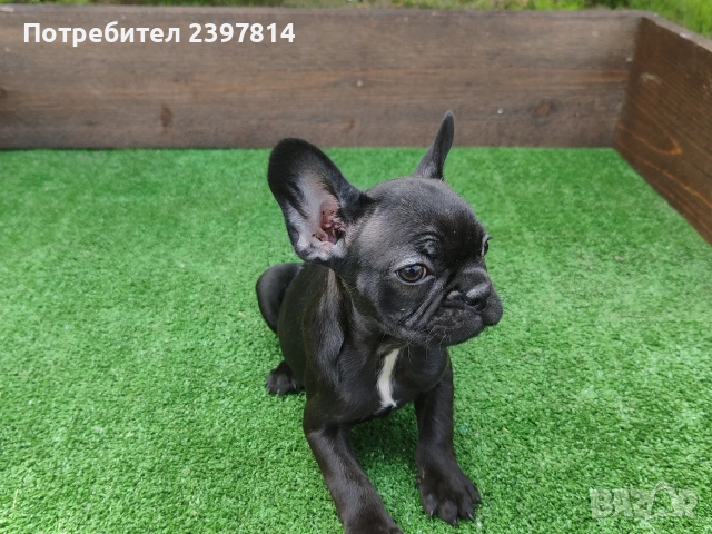 Френски булдог , снимка 5 - Френски булдог - 53832556