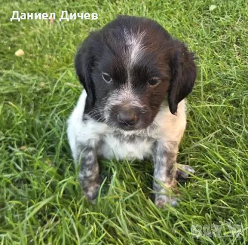 кученца Епаньол-Бретон, снимка 2 - Бретон шпаньол - 55967734