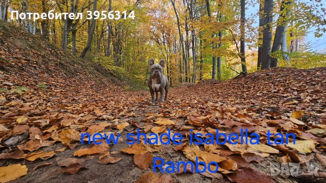 Френски булдог за разплод , снимка 2 - Френски булдог - 54364570