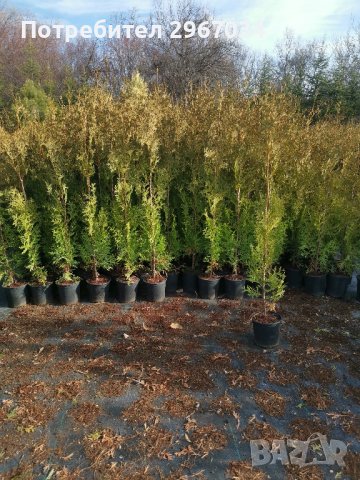 туя фастигията 1 метър цена 5лева , снимка 3 - Градински цветя и растения - 44199562