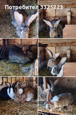 Продавам зайци, домашни, ваксинирани.