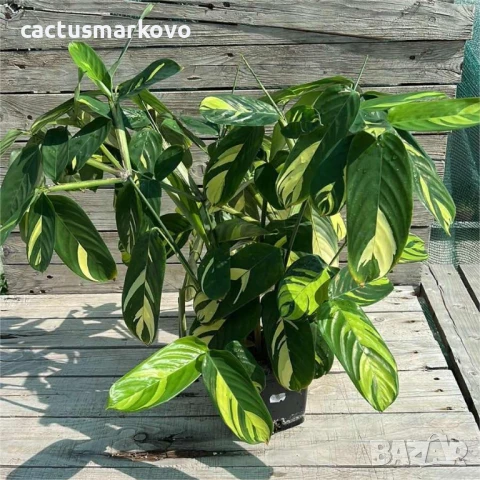 Ctenanthe, снимка 2 - Стайни растения - 50765752