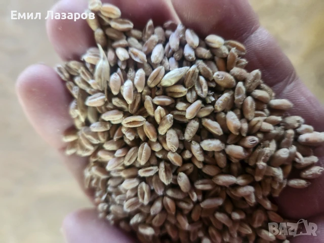 Овес,жито,третикале, снимка 3 - Коне - 51225144