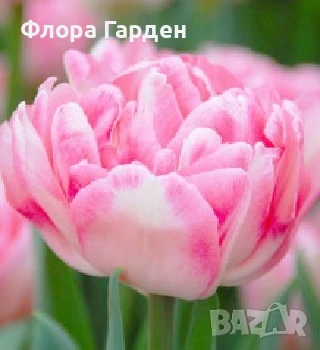 Луковици ЛАЛЕТА И ДРУГИ, снимка 8 - Сортови семена и луковици - 50970511