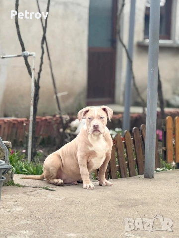 Американско були , снимка 2 - Питбул - 53690899