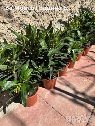 Зокум - Олеандър, снимка 11 - Градински цветя и растения - 54108958