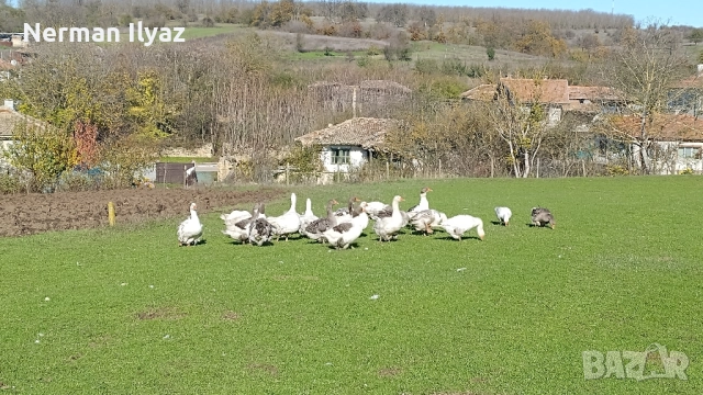 Продавам 22 броя млади селски гъски, снимка 3 - Патици и гъски - 52424641