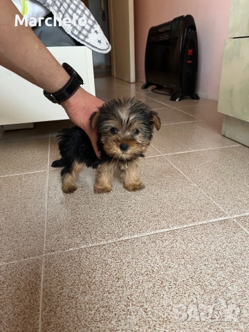 Йорки 2 месеца