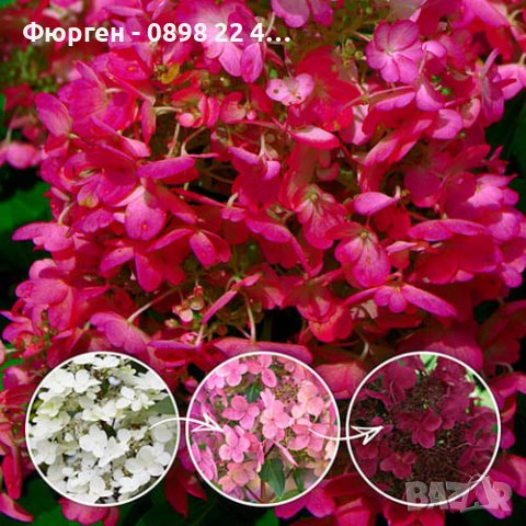 3 вида Хортензия paniculata - червена бяла и розова, снимка 7 - Разсади - 36989698