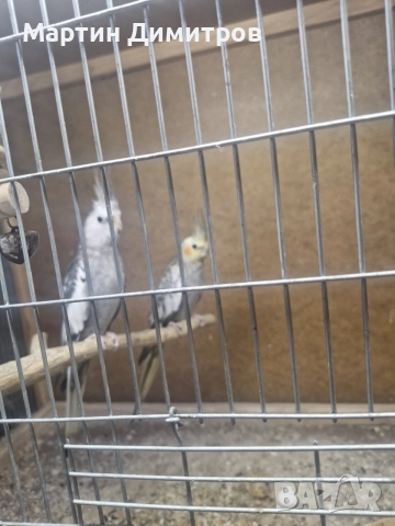 Млади папагали корели 
