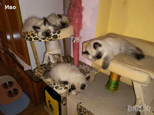 Котета Регдол /  Ragdoll, снимка 6 - Други - 55792070