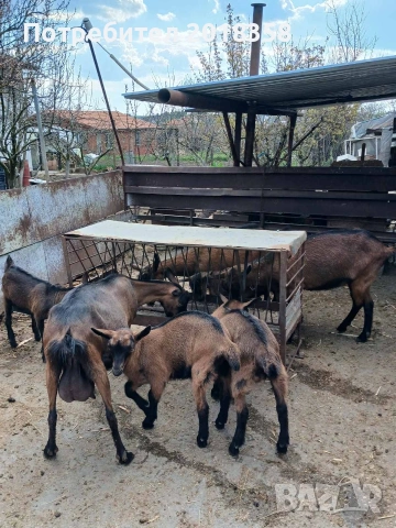 продавам ярета , снимка 6 - Кози - 54105093