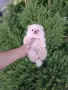 Мини момченце. Померан., снимка 2