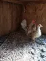  млада двойка Серами, снимка 1