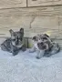 Френски Булдог Blue Lilac Merle, снимка 1