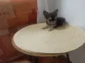 Продавам мъжко чехуахуа, снимка 1