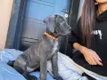 Кане Корсо - Cane Corso кученца, снимка 1