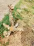 Стара морска котва (грапнел) с автентични наслоявания от миди – идеална декорация на механи, дворове, снимка 2