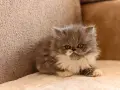Персийски котенца, снимка 7