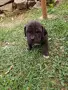 Продавам кученца Кане Корсо , снимка 2