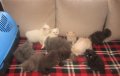Сиви , черни , оранжеви и бели персийски котенца , снимка 1 - Персийска - 29961039