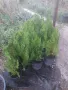 източна туя, снимка 5