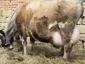Продавам БРГ крава , снимка 2