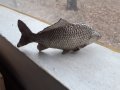 Шаран риба фигура статуетка, снимка 5