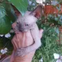 Котка порода сфинкс, снимка 2