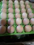 Яйца от австролорп, снимка 1 - Кокошки и пуйки - 44466487