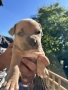 American Bully XL/Американско Були ХЛ, снимка 4