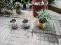 Салвия и розмарин, снимка 1 - Градински цветя и растения - 30003390