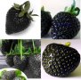 200 семена от плод черна ягода черни ягоди органични плодови ягодови семена от вкусни ягоди отлични , снимка 6